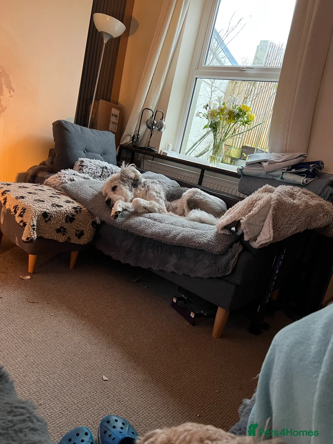 Mixed Breed dogs for adoption: Brian is looking for a home -Mioritic Shepherd  - Advert 24