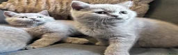 British Shorthair cats for sale: Pure pedigree British shorthair kittenS - Advert 11