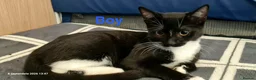 Mixed Breed cats for sale: Beautiful Mix Breed Kittens  in Harrow - Advert 6