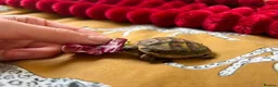 Hermann Tortoise reptiles for sale: Baby Herman Tortoise - Advert 6