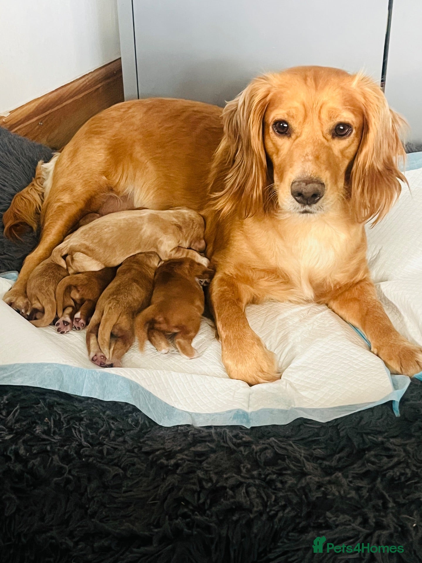 Cocker Spaniel dogs Working cocker spaniel puppies. Only one boy left. - Advert 18