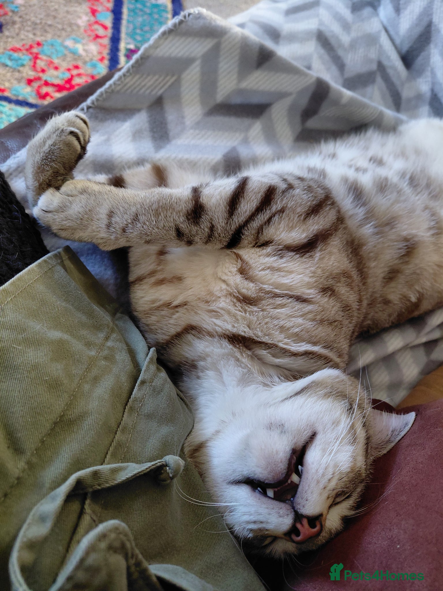Bengal cats for sale: Snow Bengal cat for sale - Advert 16