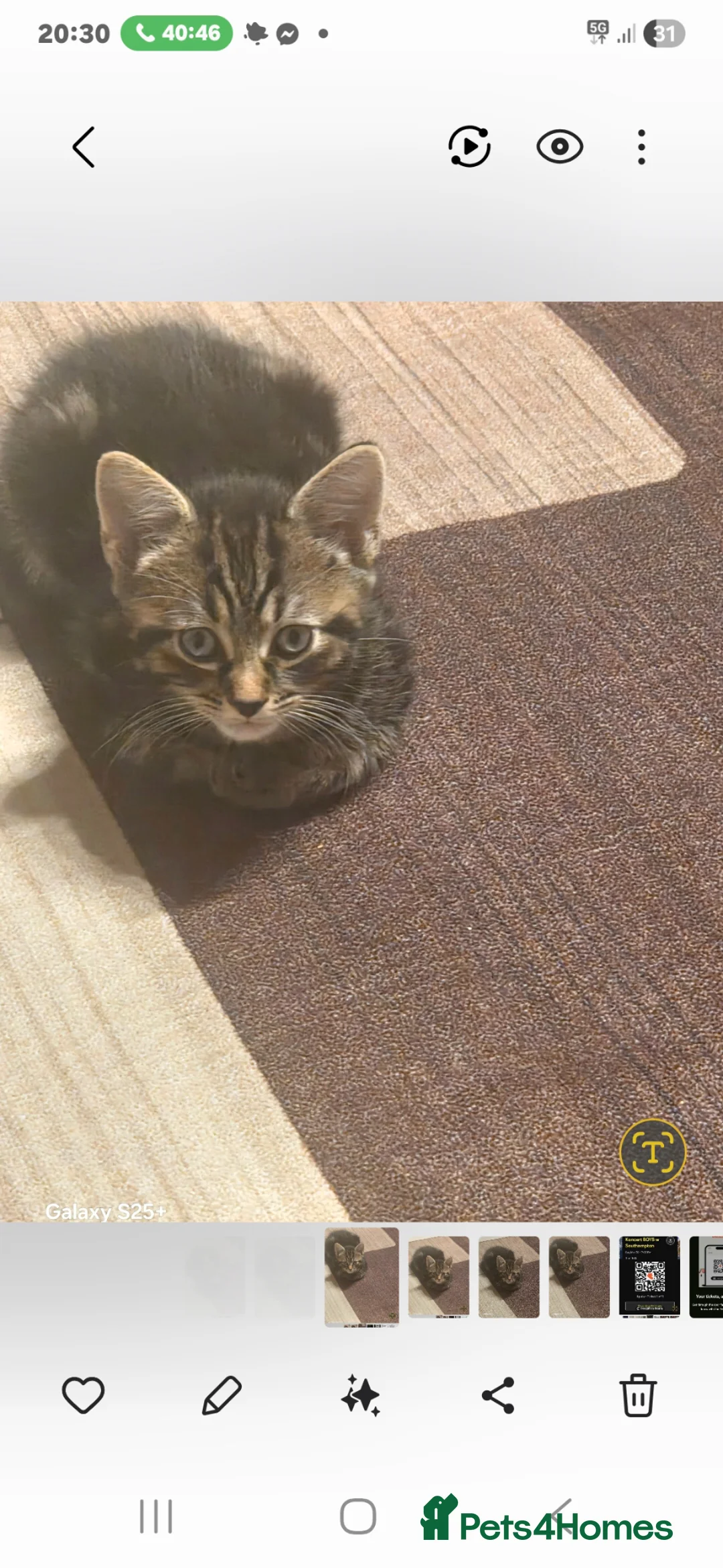 European cats for sale: Male kitten - Advert 2