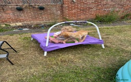 Labrador Retriever dogs for sale: nearly 7 month old labrador girl - Image 29