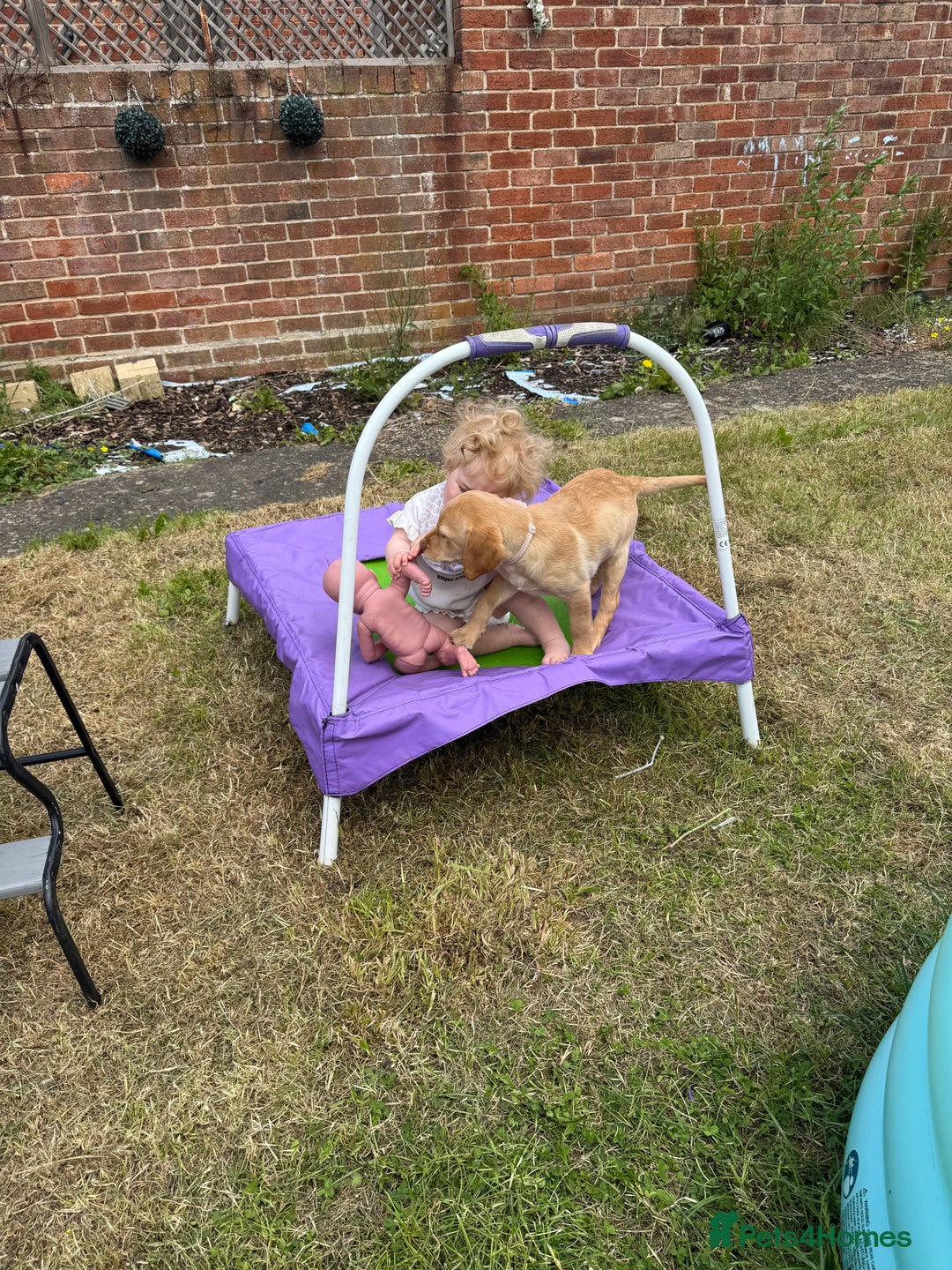 Labrador Retriever dogs for sale: nearly 7 month old labrador girl - Image 29