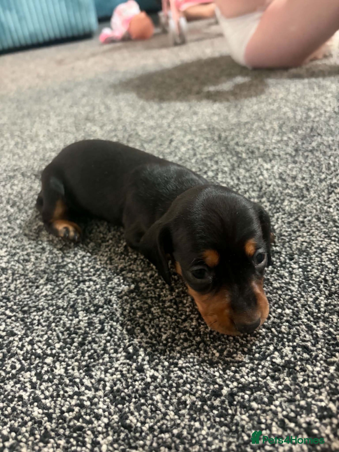 Dachshund dogs Dachshund - Advert 2