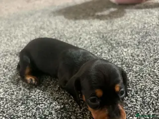 Dachshund dogs Dachshund - Advert 2