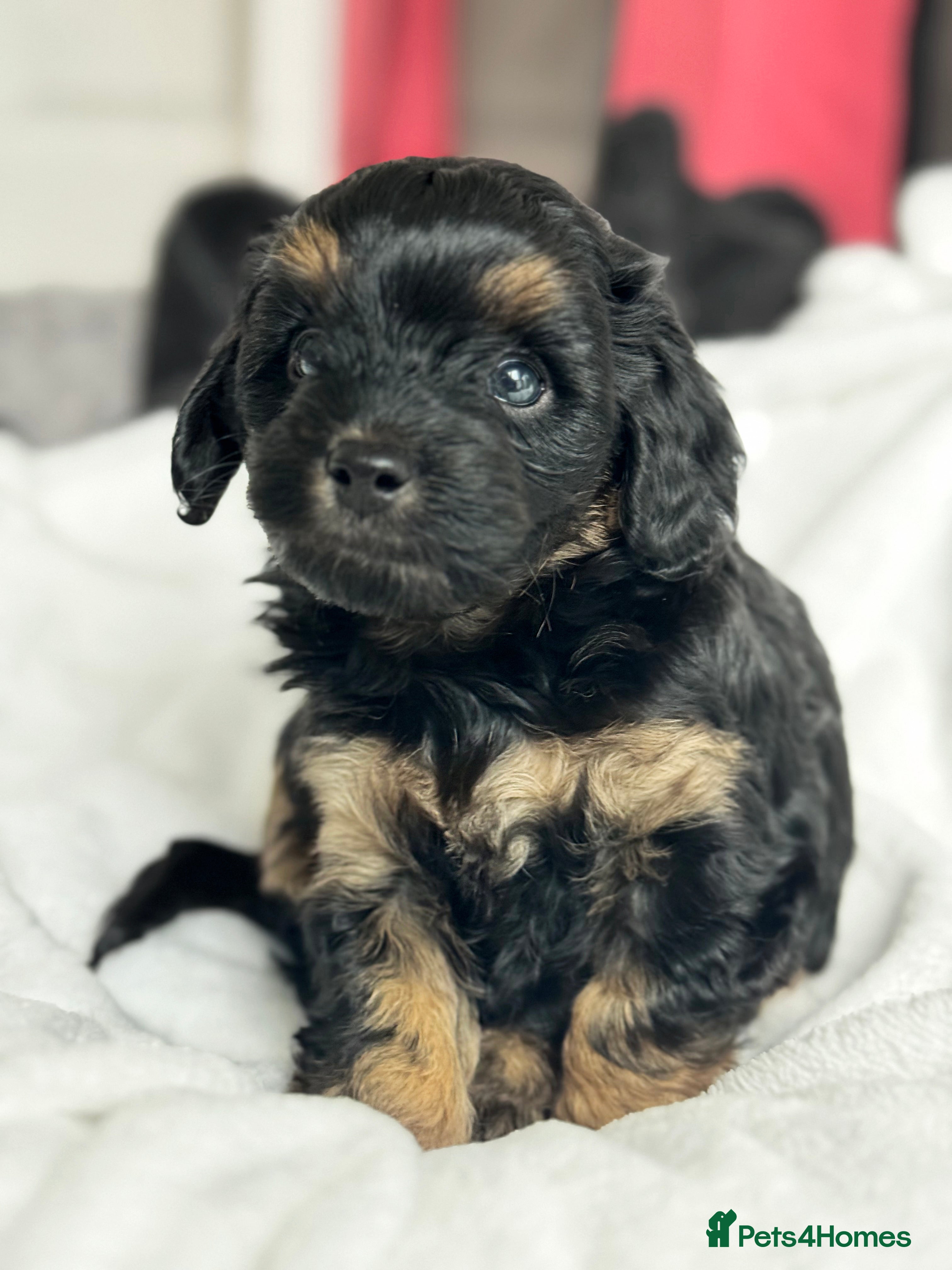 Aussiedoodle dogs F1b Miniature Aussiedoo puppies - Advert 2