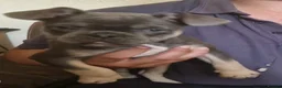 Frug dogs for sale: Beautiful litter 4 remaining in Plymouth - Advert 2