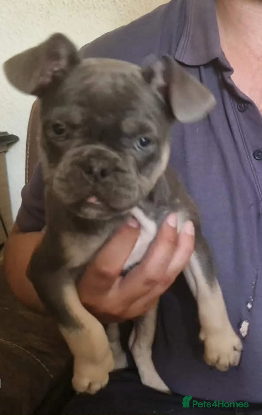 Frug dogs for sale: Beautiful litter 4 remaining in Plymouth - Advert 2