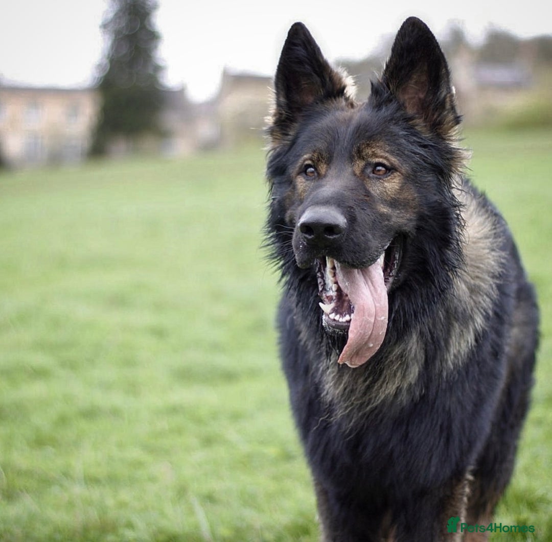 German Shepherd dogs for sale: 🧬Working Line German Shepherds, Full HealthTested - Advert 8