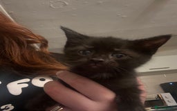 Mixed Breed cats for sale: Two female kittens  - Image 2