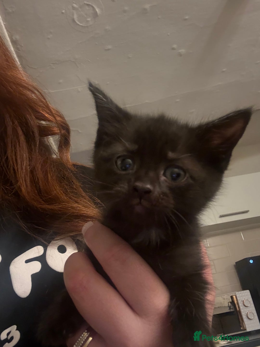 Mixed Breed cats for sale: Two female kittens  - Image 2