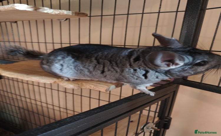 Chinchilla rodents - Advert 3