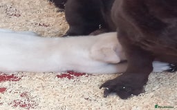 Labrador Retriever dogs for sale: Gorgeous female puppy Daisy May ready now. - Image 4