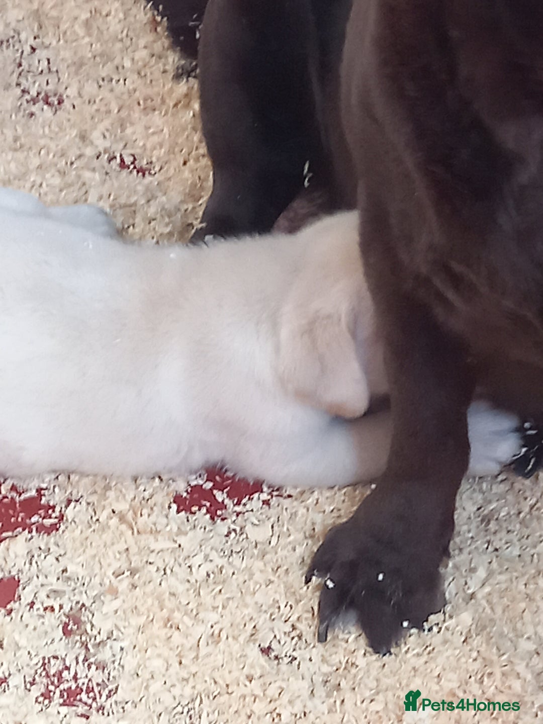 Labrador Retriever dogs for sale: Gorgeous female puppy Daisy May ready now. - Image 4
