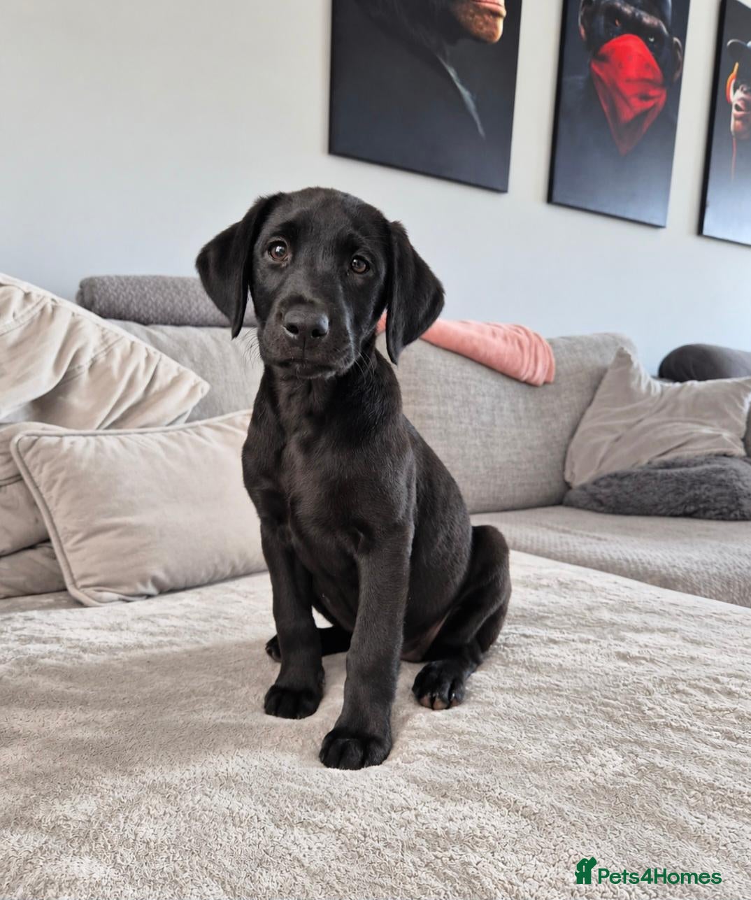 Labrador Retriever dogs Last 2 KC Registered Black Labradors – Ready Now - Advert 2