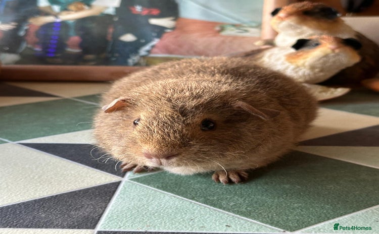 Guinea Pig rodents for sale - Advert 1