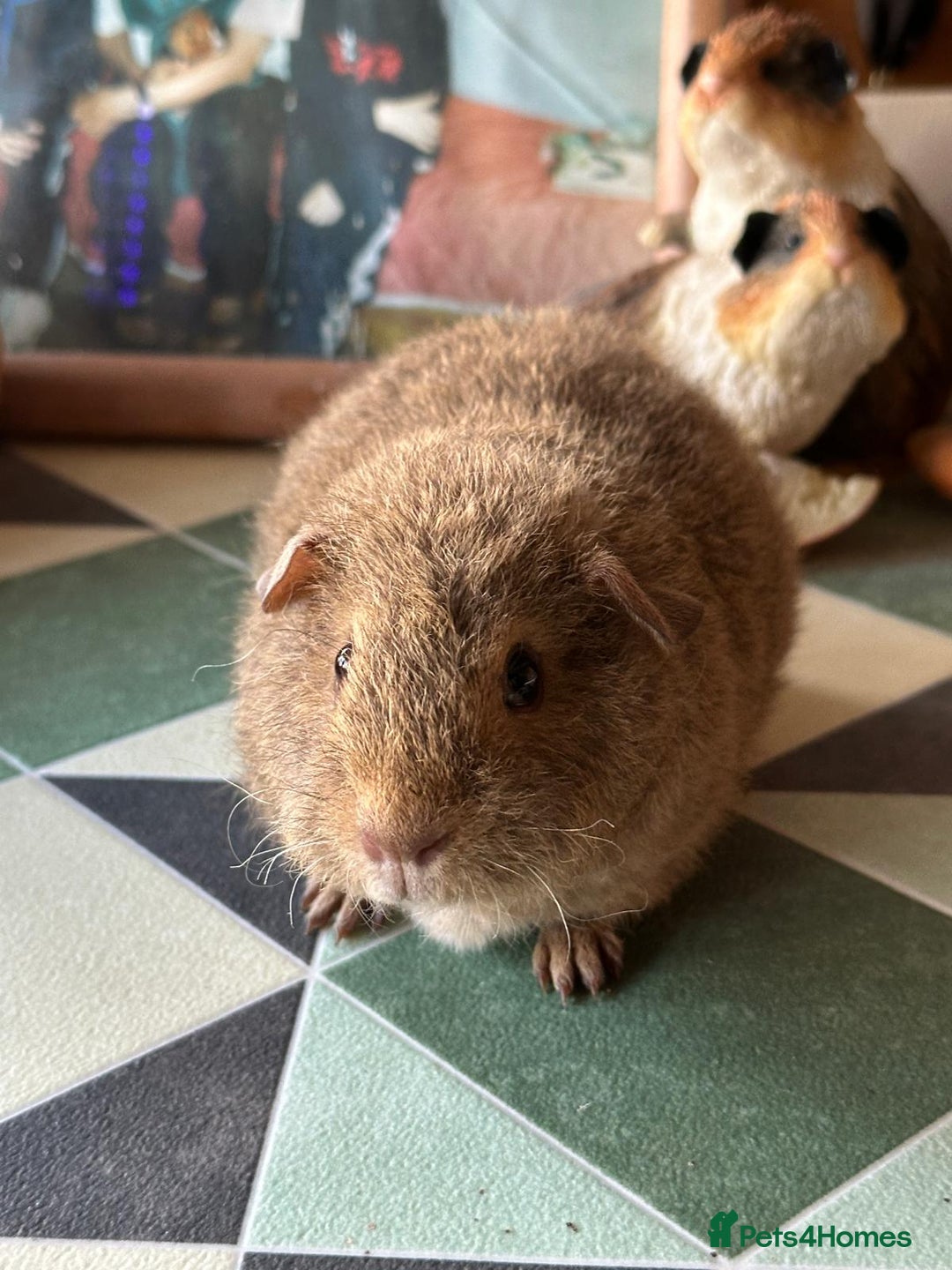 Guinea Pig rodents for sale: 2 female baby sows - Image 1