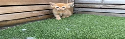 Mixed Breed cats for sale: 5 beautiful kittens - ready to leave now  - Advert 14