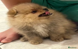 Pomeranian dogs for sale: Pomeranian show quality boy - Image 7