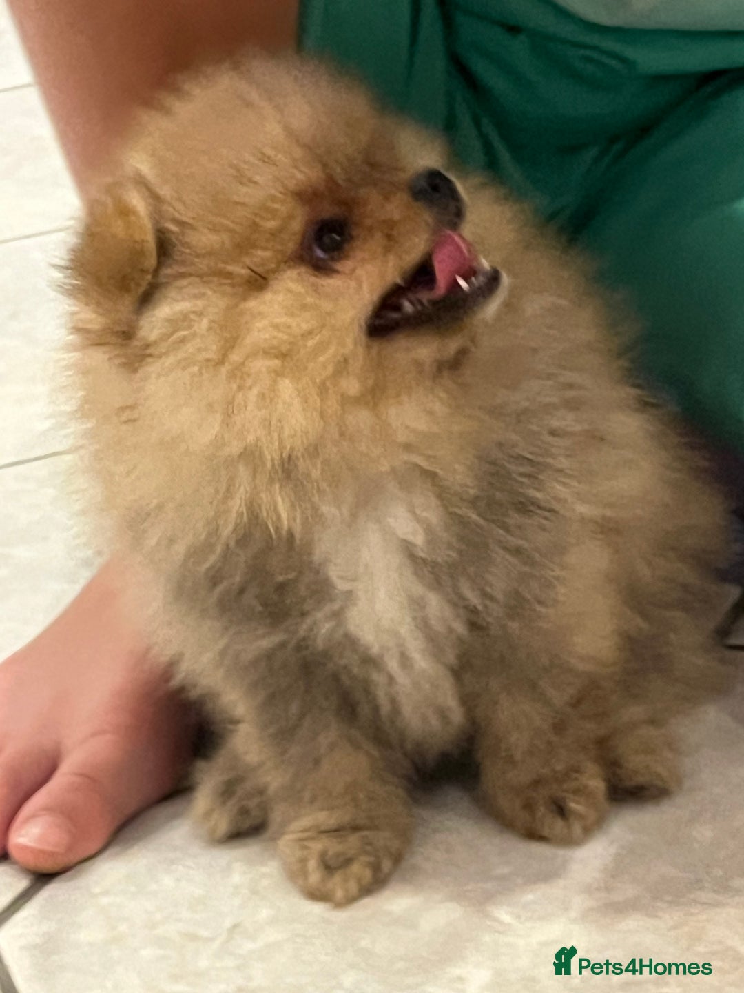 Pomeranian dogs for sale: Pomeranian show quality boy - Image 7