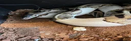 Python Snake reptiles for sale: Glen  Durbin  in Bromsgrove - Advert 3