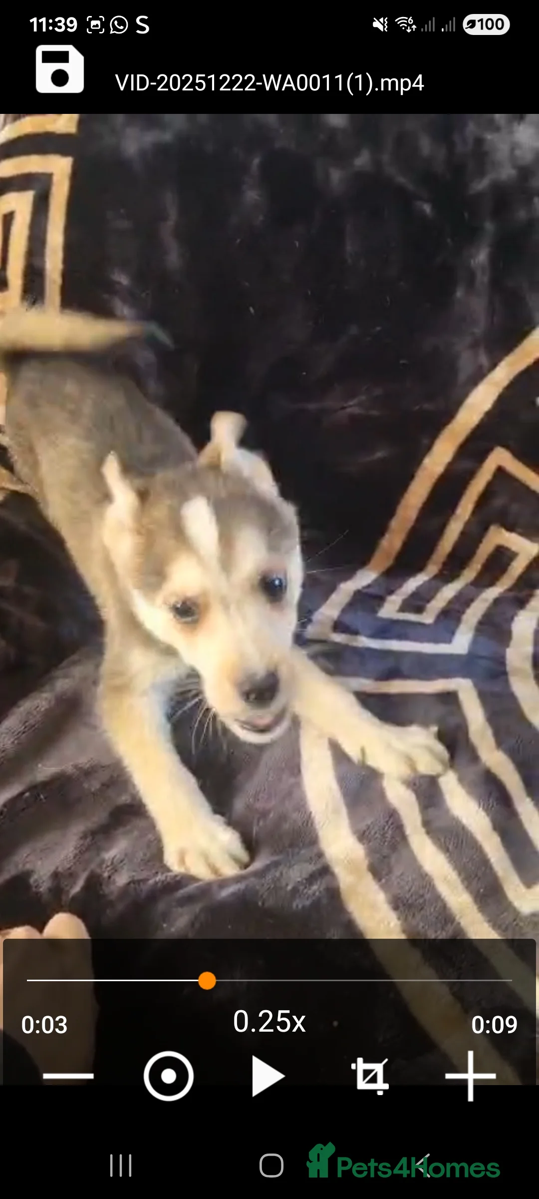 Shepsky dogs for sale: Shepsky puppies  - Advert 8