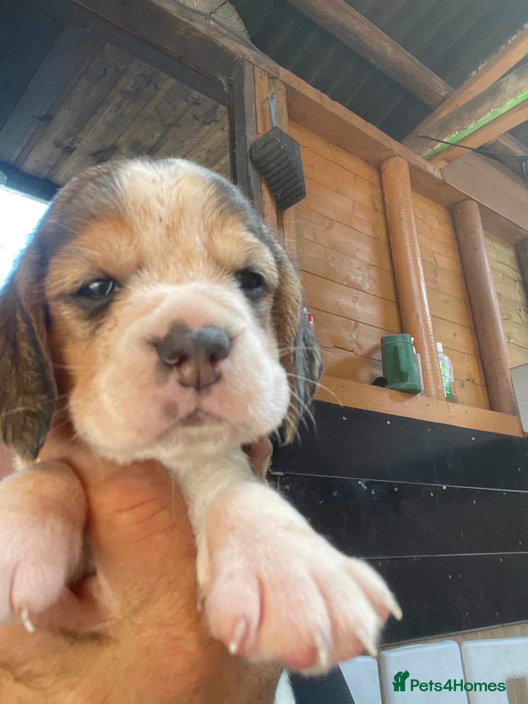 Beagle dogs for sale:  stunning kc reg pups ready midjuly july - Image 32