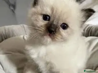 Ragdoll cats Ragdoll Kittens for sale - Advert 6