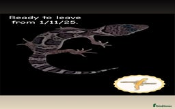 Leopard Gecko reptiles for sale: Baby leopard geckos for sale - Image 2
