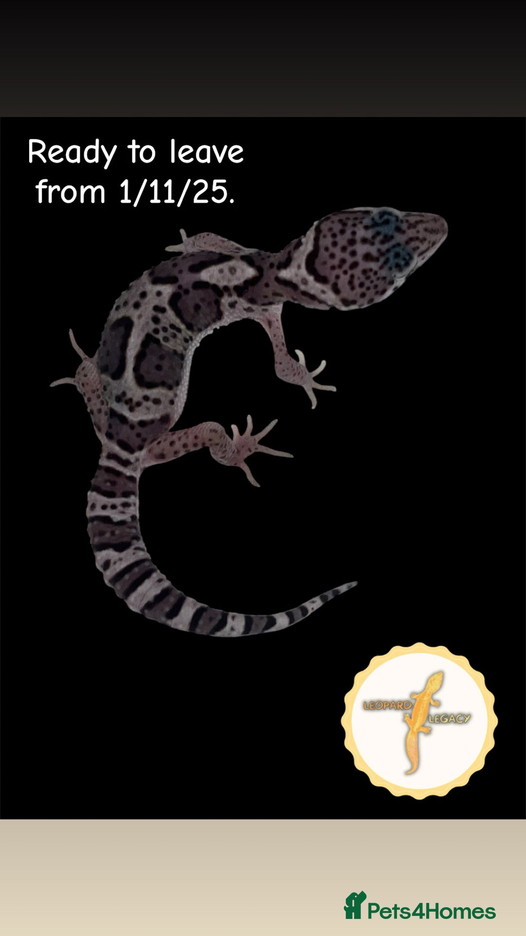 Leopard Gecko reptiles for sale: Baby leopard geckos for sale - Image 2