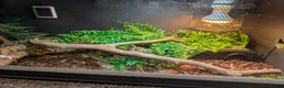 Corn Snake reptiles for sale: Corn Snake  - Advert 2