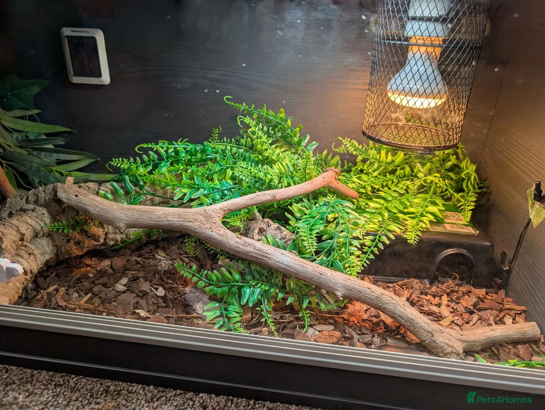 Corn Snake reptiles for sale: Corn Snake  - Advert 2