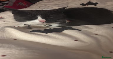 British Longhair cats 2 black and white female lomghair kittens - Advert 6