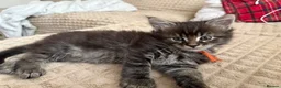 Maine Coon cats for sale: Fluffy Maine Coon Kittens - Advert 22