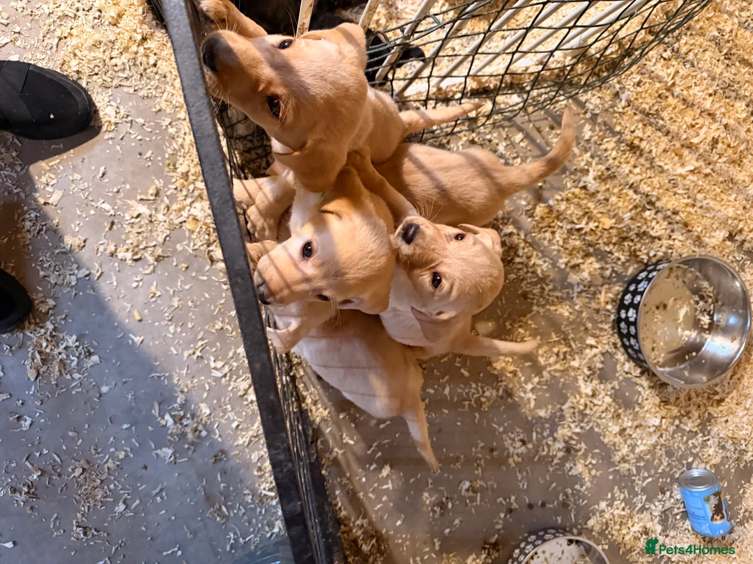 Labrador Retriever dogs for sale: Labrador - Advert 5