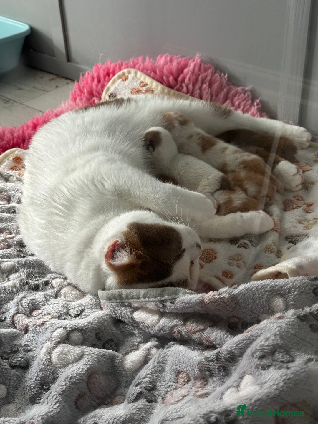 British Shorthair cats for sale: Chunky Red and White British Shorthair TICA - Image 10