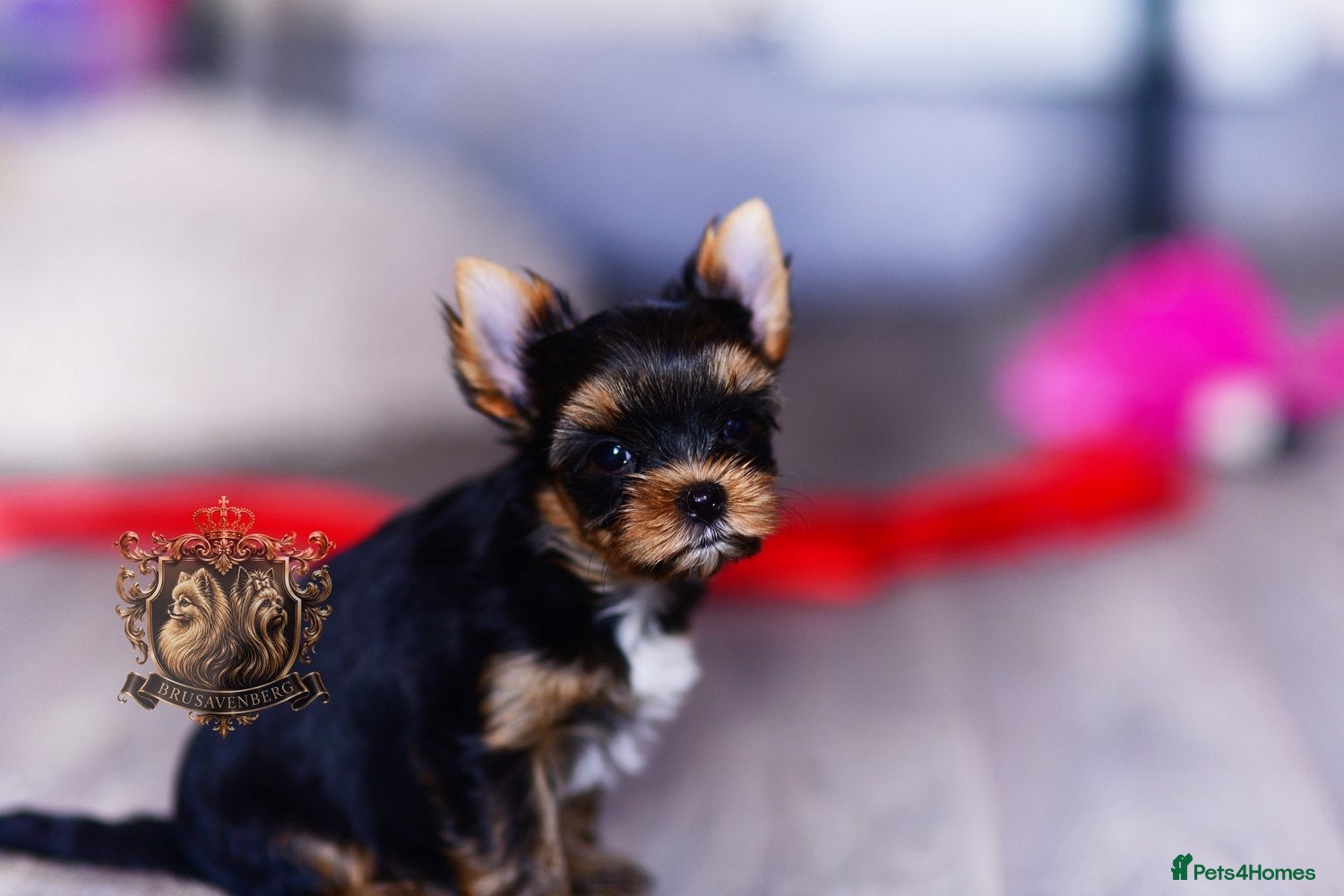 Yorkshire Terrier dogs DISTINGUISHED REAL CUDDLE LOVER 😍🥰😘 - Advert 10