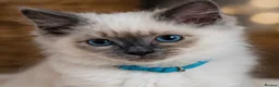 Ragdoll cats for sale: Ready now!Fully pedigree blue point kittens  - Advert 5