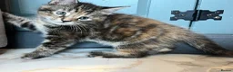 Maine Coon cats for sale: Half Maine coon (Last lady) - Advert 20