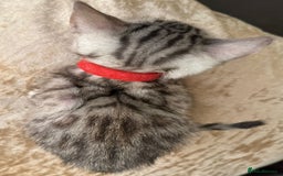 Bengal cats for sale: Pure SBT Charcoal Silver Bengal Kittens  - Image 6