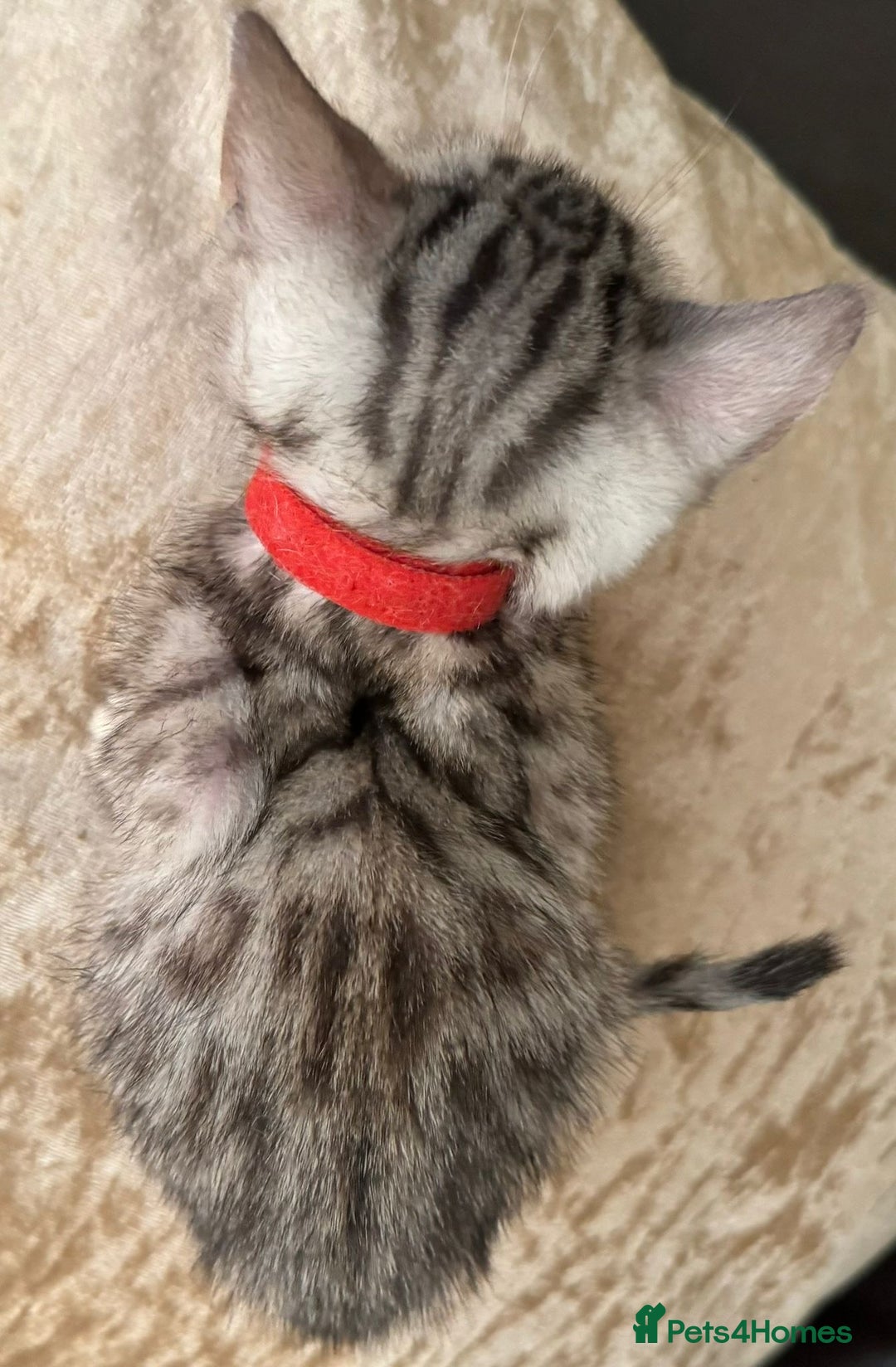 Bengal cats for sale: Pure SBT Charcoal Silver Bengal Kittens  - Image 6