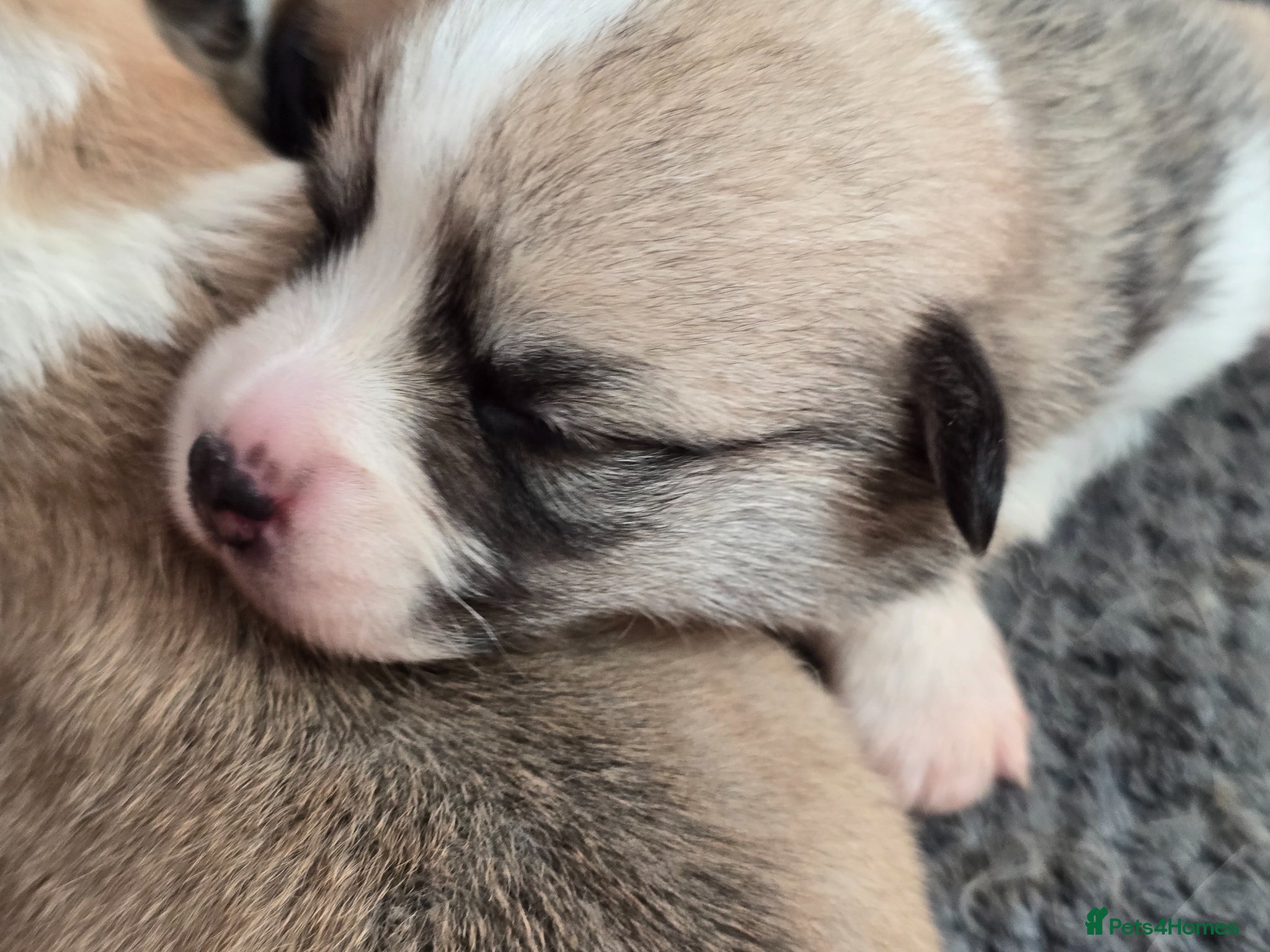 Welsh Corgi Pembroke dogs KC Beautiful Welsh Pembroke Corgi puppies. - Advert 2