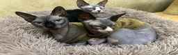 Sphynx cats for sale: Rehoming of Incredibly Bonded Trio of Sphynx Cats - Advert 5