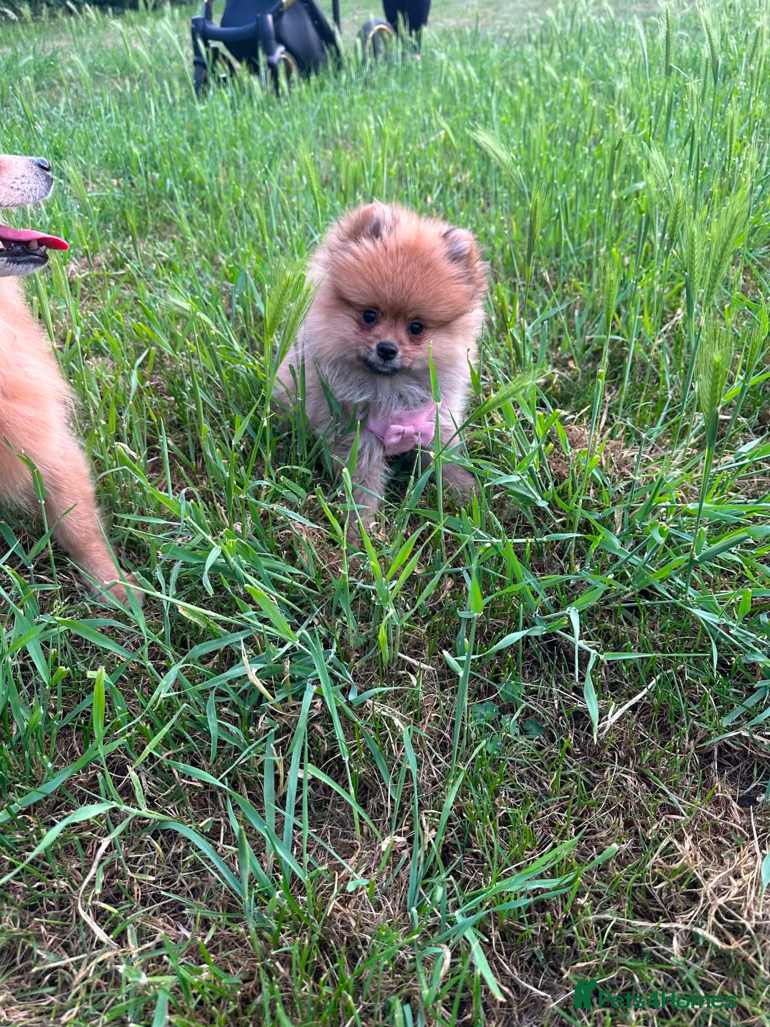 Pomeranian dogs ⭐️teddy bear Pomeranian ⭐️ - Advert 1