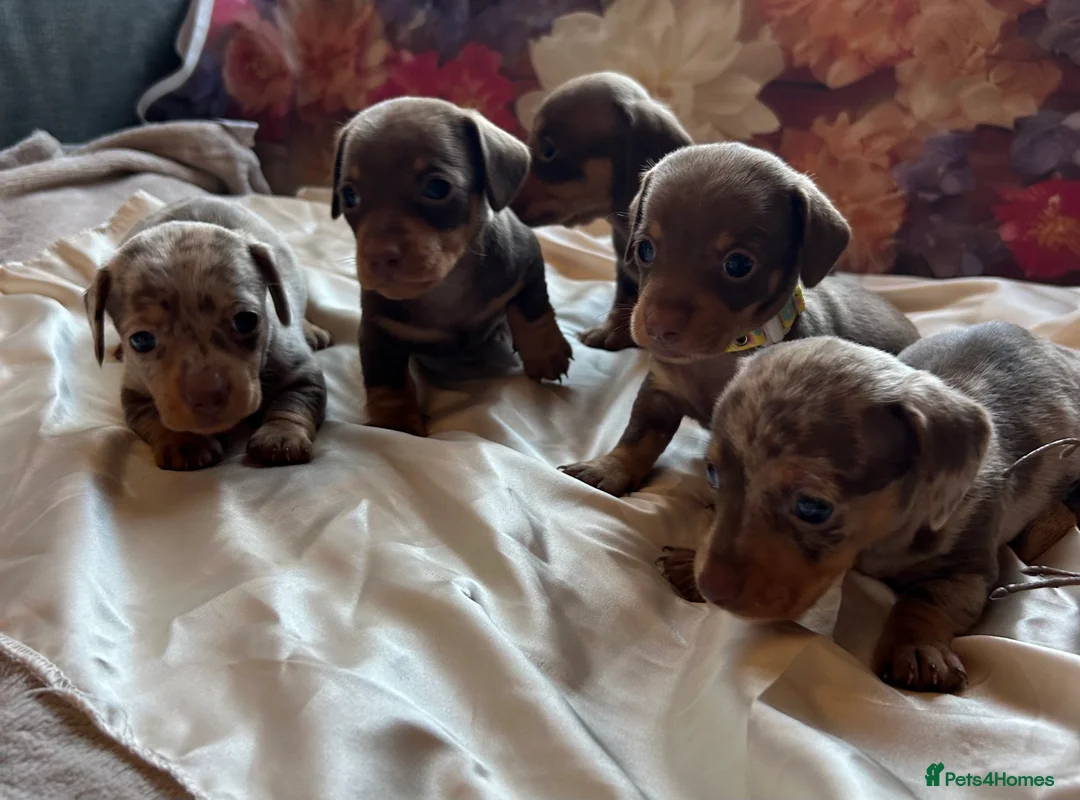 Miniature Dachshund dogs for sale: Miniature dachshund puppies 🐶  - Advert 12