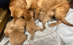Labrador Retriever dogs for sale: 💛💛 Excellent Labrador Pups 💛💛 - Image 2