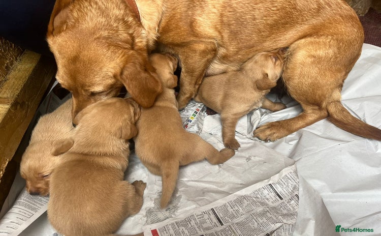 Labrador Retriever dogs - Advert 16