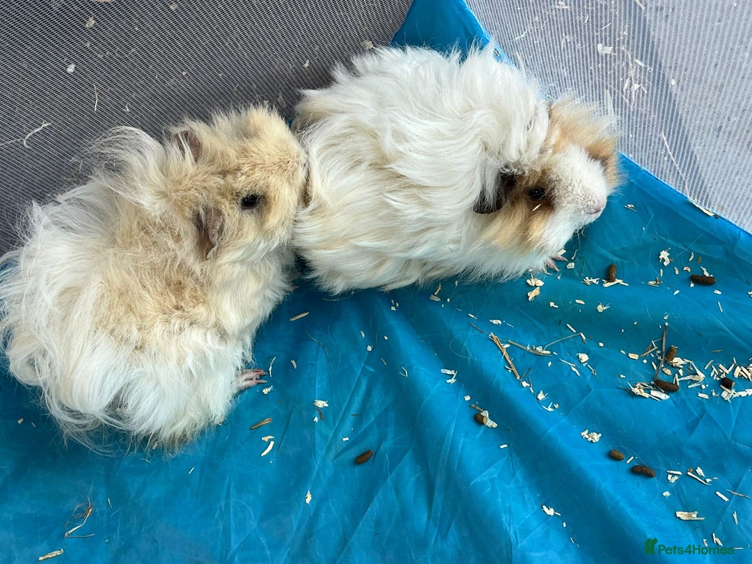 Guinea Pig rodents for sale: Lunkyara boar guinea pigs - Image 3